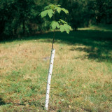  - Mechanická ochrana proti okusuje PlantaGard, různé délky a barvy Barva bílá. Délka 90 cm.