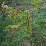  - PlantaGard třepení ochrana, výška 100 cm. 4. Drahtetagen. Stabstärke 3,2 mm ?. Hmotnost 10,6 kg / 100 jednotek . Výška 120 cm. 5 Drahtetagen. Stabstärke 4,0 mm ?. Hmotnost 18,7 kg / 100 jednotek .